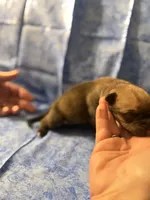Grey collar fawn , a male Cane Corso for sale in San Jose, CA – Photo 2 of 5