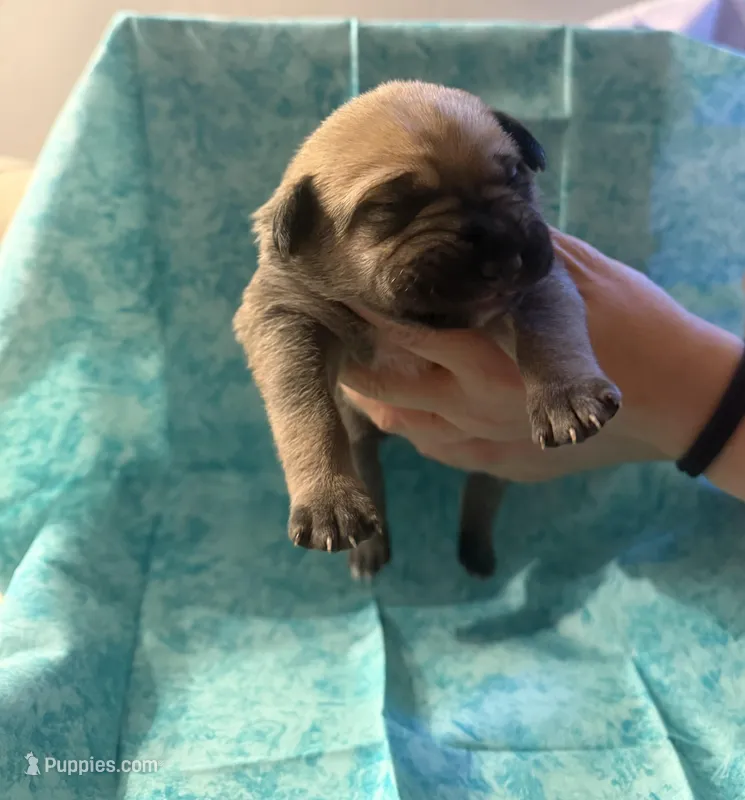 Grey collar fawn  – Cane Corso puppy for sale in San Jose, CA