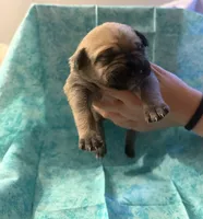 Grey collar fawn , a male Cane Corso for sale in San Jose, CA – Photo 4 of 5