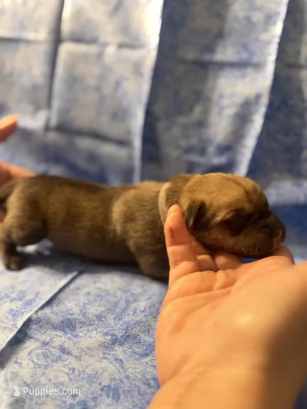Grey collar fawn  – Cane Corso puppy for sale in San Jose, CA
