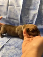 Grey collar fawn , a male Cane Corso for sale in San Jose, CA – Photo 1 of 5