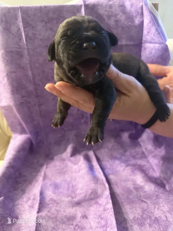Light blue collar , a female Cane Corso for sale in San Jose, CA – Photo 1 of 2