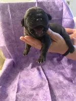 Light blue collar , a female Cane Corso for sale in San Jose, CA – Photo 1 of 2