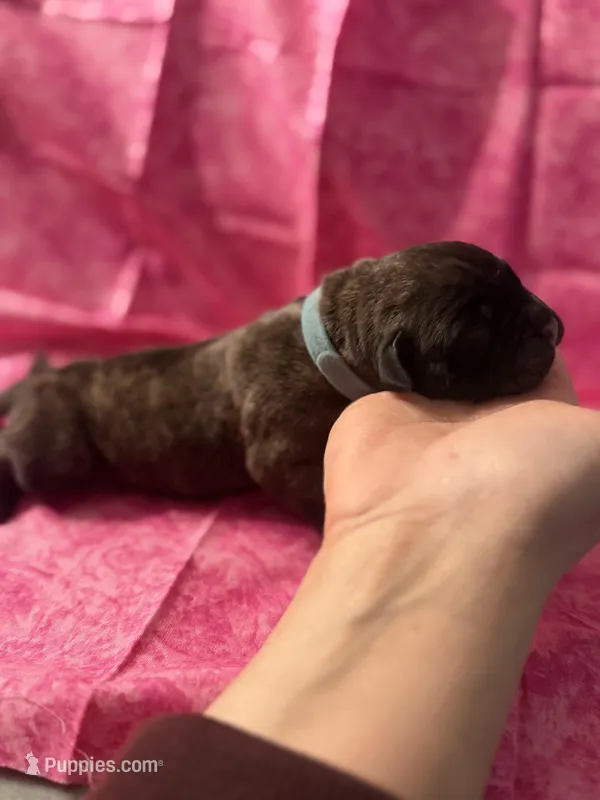 Light blue collar  – Cane Corso puppy for sale in San Jose, CA