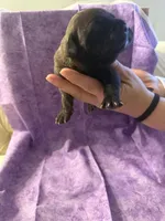 Light blue collar , a female Cane Corso for sale in San Jose, CA – Photo 2 of 2