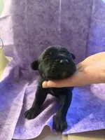 Purple collar , a female Cane Corso for sale in San Jose, CA – Photo 5 of 7