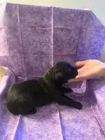 Purple collar , a female Cane Corso for sale in San Jose, CA – Photo 7 of 7