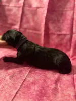 Purple collar , a female Cane Corso for sale in San Jose, CA – Photo 4 of 7