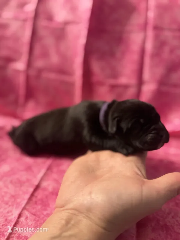 Purple collar  – Cane Corso puppy on hold in San Jose, CA