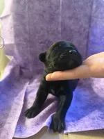 Purple collar , a female Cane Corso for sale in San Jose, CA – Photo 6 of 7