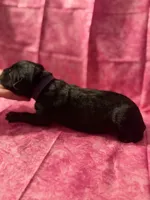 Purple collar , a female Cane Corso for sale in San Jose, CA – Photo 3 of 7