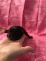 Purple collar , a female Cane Corso for sale in San Jose, CA – Photo 2 of 7