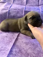 White collar fawn , a female Cane Corso for sale in San Jose, CA – Photo 6 of 7