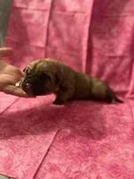 White collar fawn , a female Cane Corso for sale in San Jose, CA – Photo 3 of 7