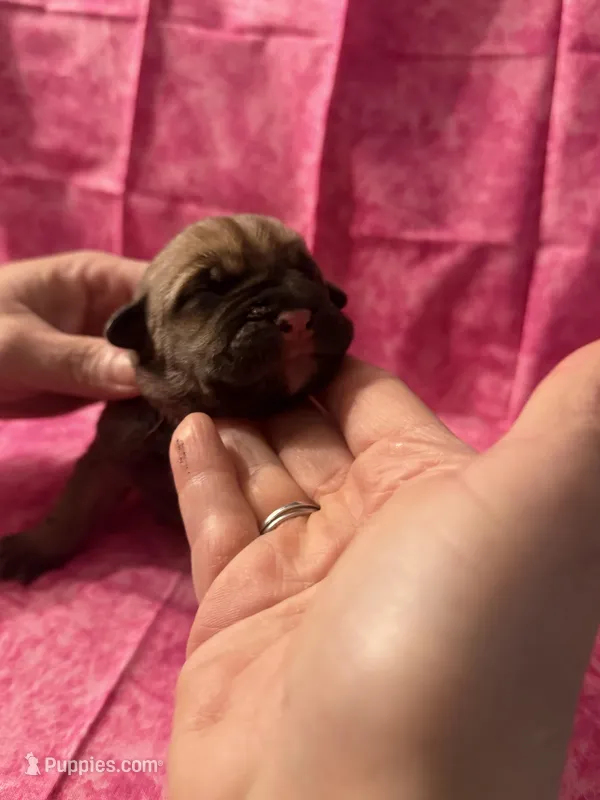 White collar fawn  – Cane Corso puppy for sale in San Jose, CA