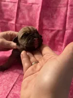 White collar fawn , a female Cane Corso for sale in San Jose, CA – Photo 1 of 7