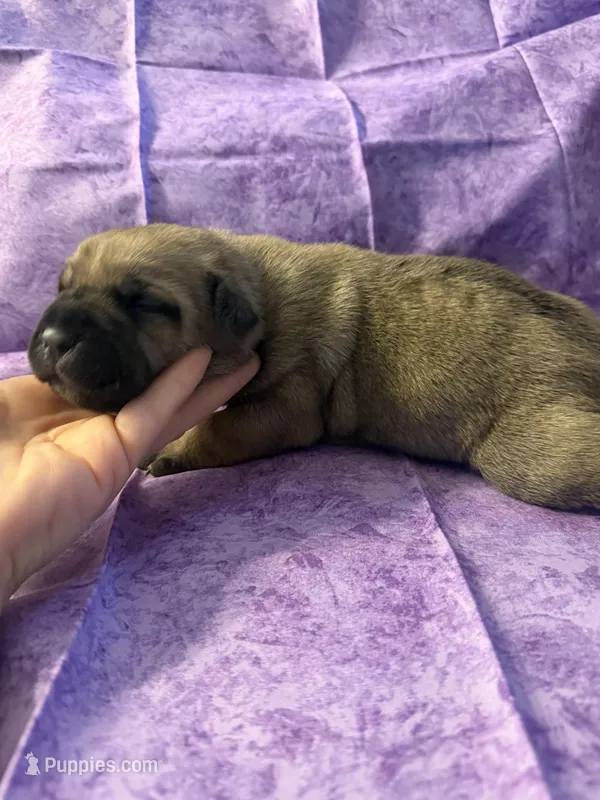 White collar fawn  – Cane Corso puppy for sale in San Jose, CA