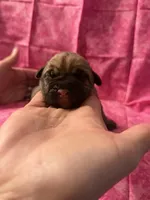 White collar fawn , a female Cane Corso for sale in San Jose, CA – Photo 2 of 7