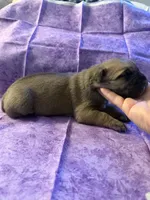 White collar fawn , a female Cane Corso for sale in San Jose, CA – Photo 7 of 7