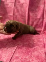 White collar fawn , a female Cane Corso for sale in San Jose, CA – Photo 4 of 7