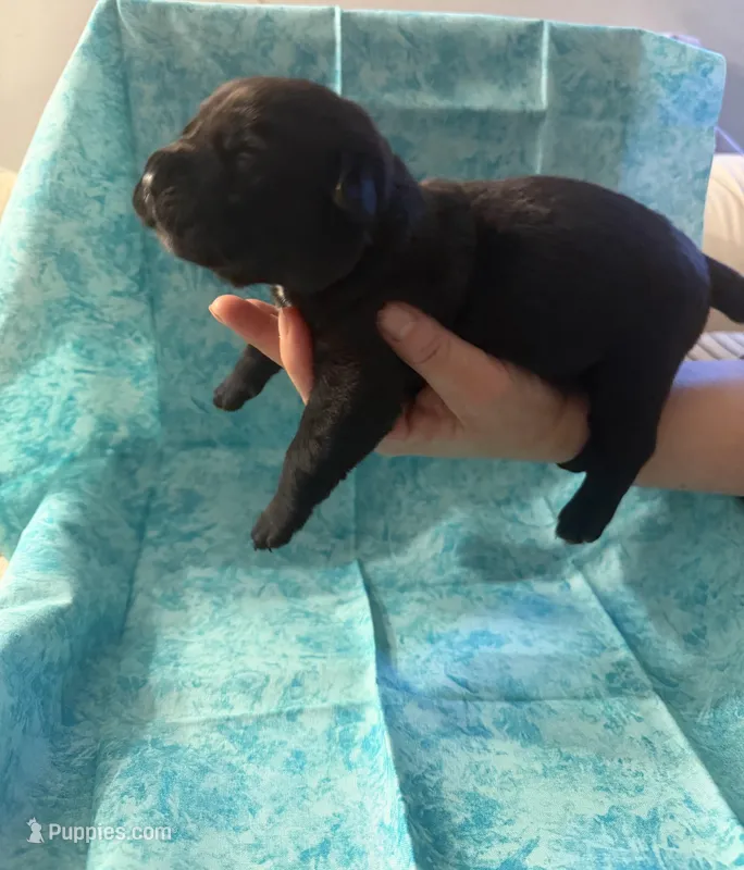 Brown collar , a male Cane Corso for sale in San Jose, CA – Photo 1 of 2