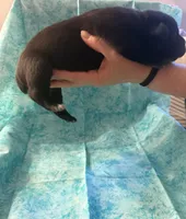 Brown collar , a male Cane Corso for sale in San Jose, CA – Photo 2 of 2