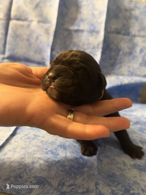 Brown collar  – Cane Corso puppy for sale in San Jose, CA