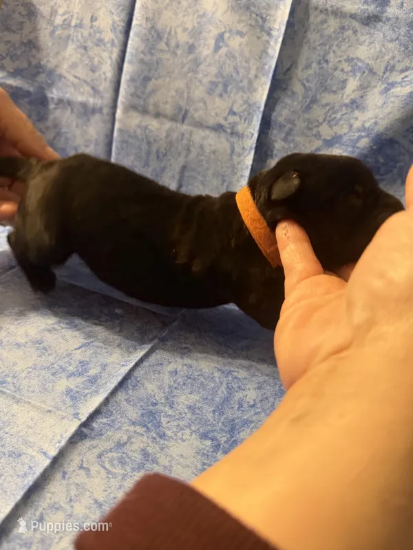 Orange collar  – Cane Corso puppy for sale in San Jose, CA