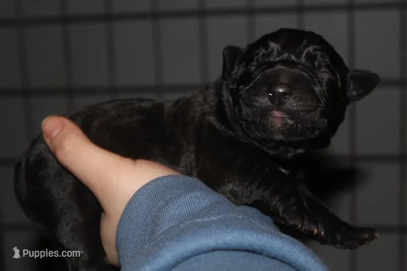 Black male  – Cane Corso puppy for sale in Gainesville, FL