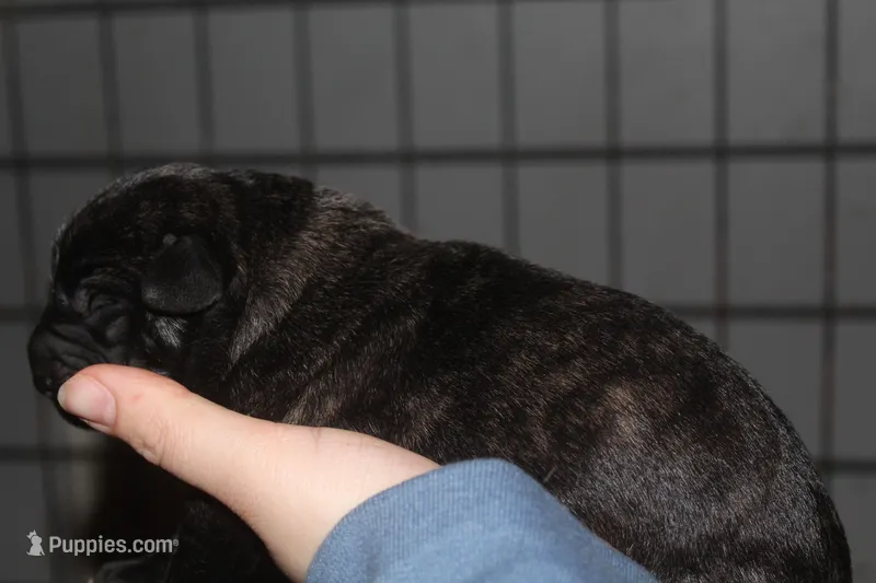 Chesnut brindle male  – Cane Corso puppy for sale in Gainesville, FL