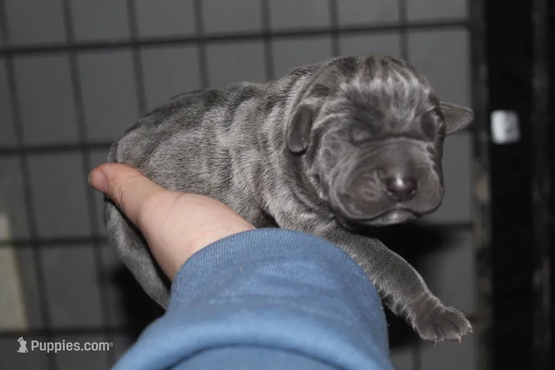 Female blue  – Cane Corso puppy for sale in Gainesville, FL