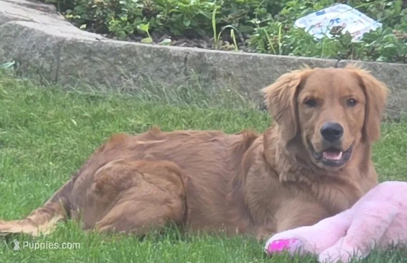Maple – Golden Retriever puppy for sale in Hartford, WI