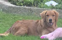 Maple, a female Golden Retriever for sale in Hartford, WI – 1 of 3