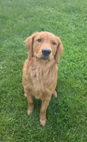 Maple, a female Golden Retriever for sale in Hartford, WI – 3 of 3