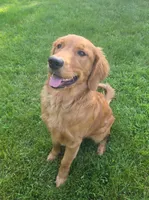 Maple, a female Golden Retriever for sale in Hartford, WI – 2 of 3