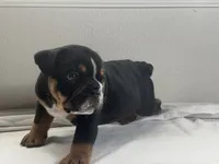 Biscuit , a male English Bulldog for sale in Bartow, FL – 2 of 4