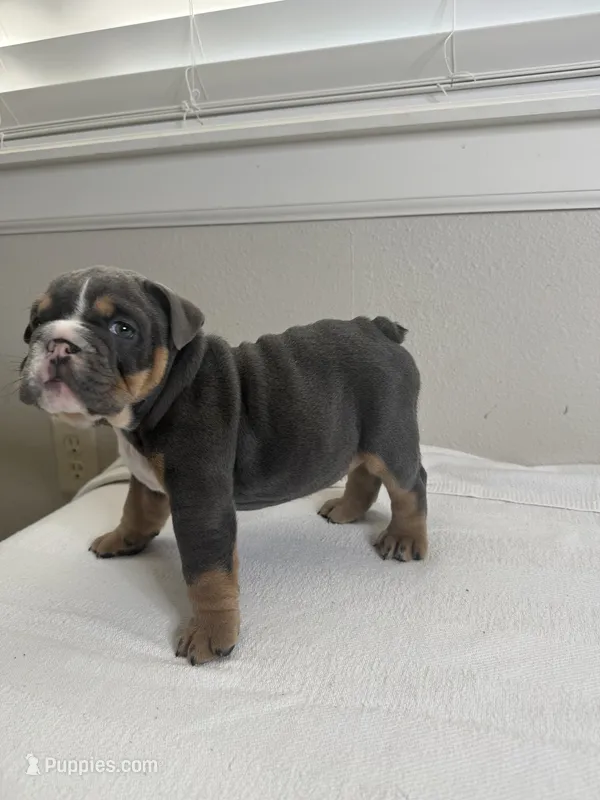 Blue Berry  – English Bulldog puppy for sale in Bartow, FL
