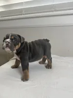 Blue Berry , a female English Bulldog for sale in Bartow, FL – 1 of 4