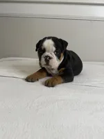 Cookie, a female English Bulldog for sale in Bartow, FL – 5 of 5
