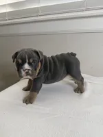Blue Berry , a female English Bulldog for sale in Bartow, FL – 2 of 4