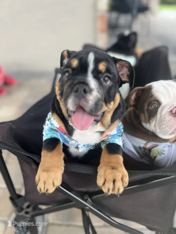 Biscuit  – English Bulldog puppy for sale in Bartow, FL