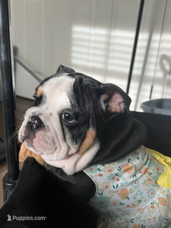 Cookie – English Bulldog puppy for sale in Bartow, FL