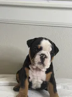 Cookie, a female English Bulldog for sale in Bartow, FL – 2 of 5