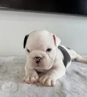 Luna, a female English Bulldog for sale in Bartow, FL – Photo 2 of 6