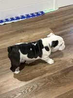 Luna, a female English Bulldog for sale in Bartow, FL – Photo 6 of 6