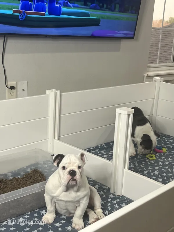 Luna – English Bulldog puppy for sale in Bartow, FL