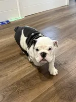 Luna, a female English Bulldog for sale in Bartow, FL – Photo 5 of 6