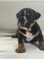 Biscuit , a male English Bulldog for sale in Bartow, FL – 4 of 4