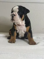 Cookie, a female English Bulldog for sale in Bartow, FL – 1 of 5