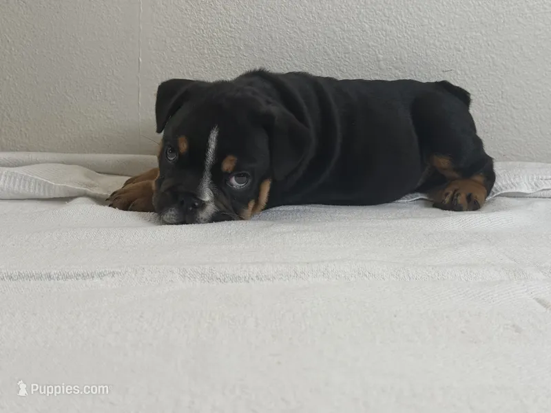 Biscuit  – English Bulldog puppy for sale in Bartow, FL